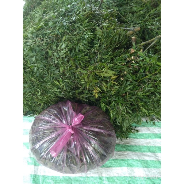 Đinh Lăng Tươi Lá Nhỏ 1kg/ Bịch