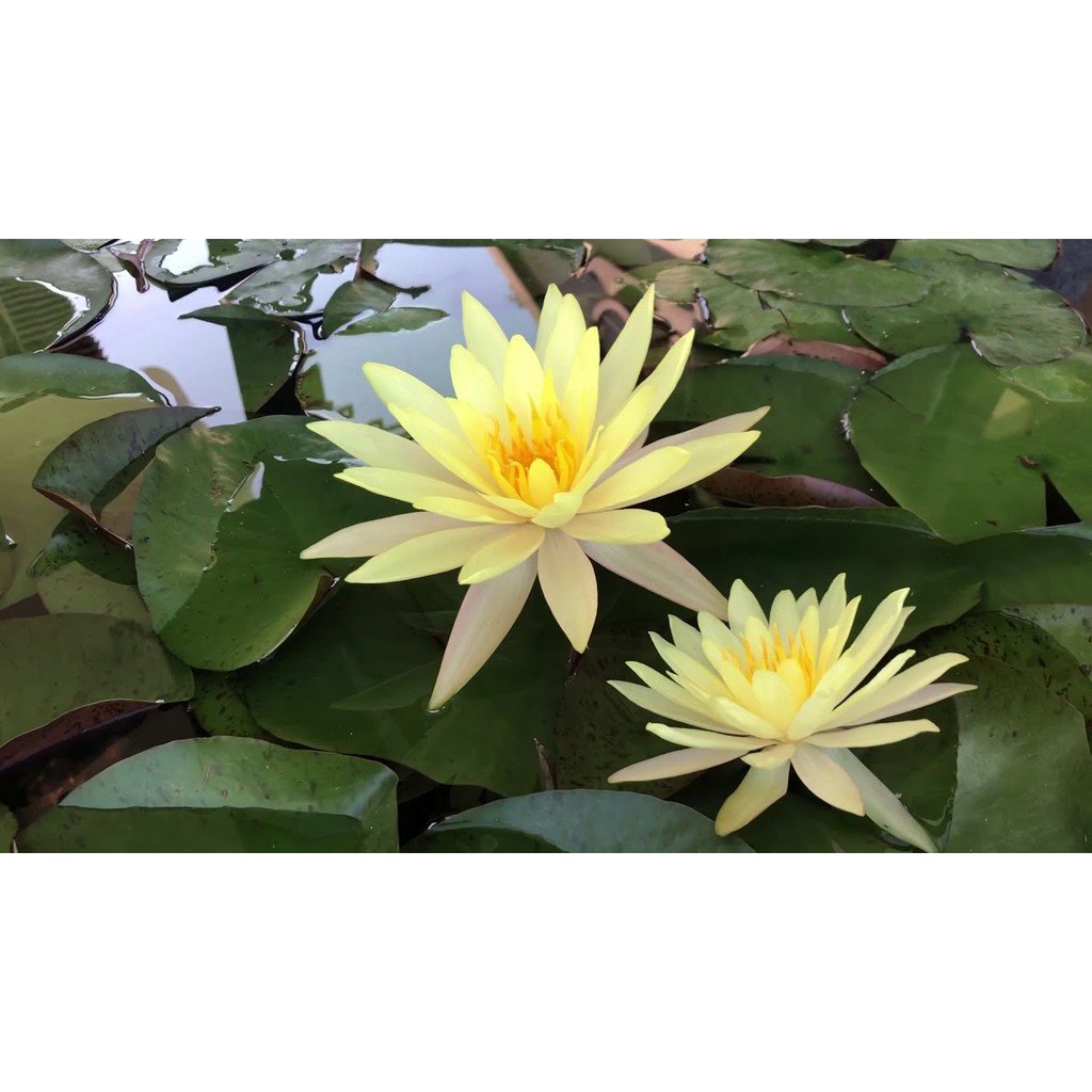 [RẺ VÔ ĐỊCH] Cây hoa súng màu vàng Pinwaree