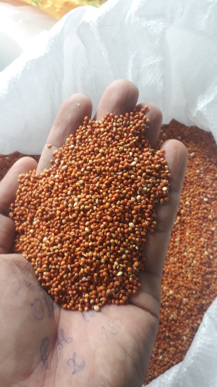 Hạt Kê Đỏ Nhỏ cho chim cảnh, gà, bọ... 1kg