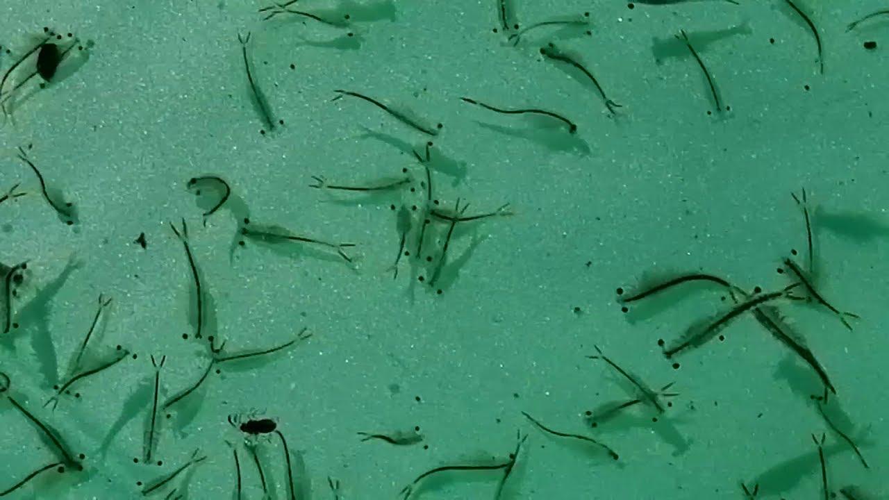 Artemia Nước ngọt UHT - Thức Ăn Cho Cá - Thái Lan