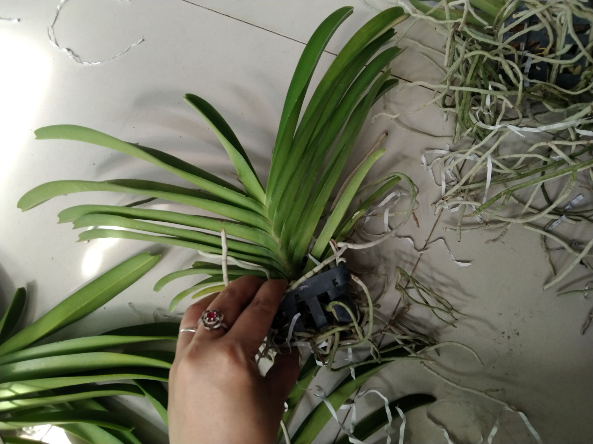 Lan Asco hồng hoa thơm