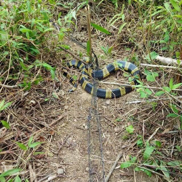 Lưới Bẫy Rắn Chất Lượng Cao MẮT LƯỚI 3 PHÂN  ( HÀNG GIA CÔNG ) BẰNG DÙ THÁI LAN DÀI Từ 10m-50m  ( LƯỚI CHÀI A LÂM ) - cam kết bảo hành đổi trả