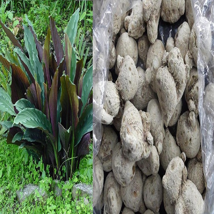 Cây tam thất nam giống chuẩn