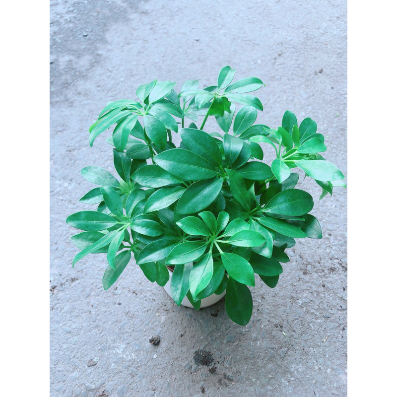Chậu Cây Ngũ Gia Bì Để Bàn