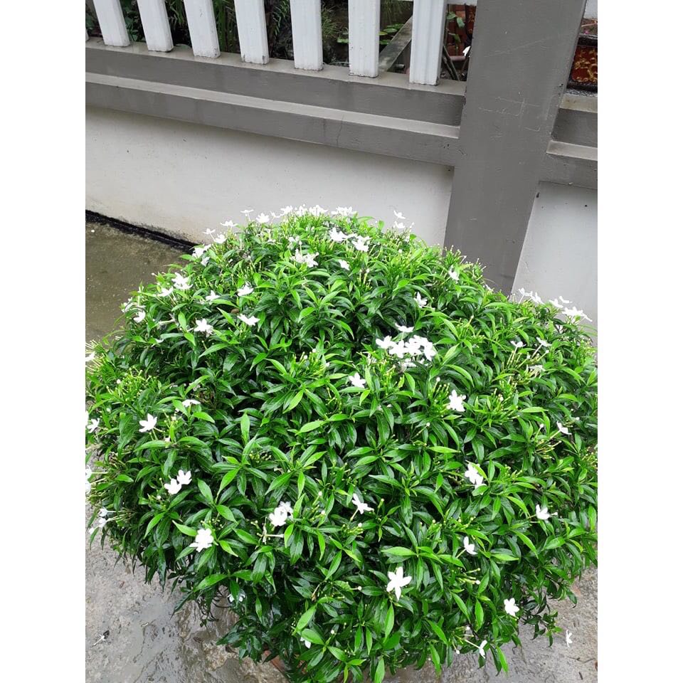 Cây mai vạn phúc đang hoa gửi đi nguyên bầu