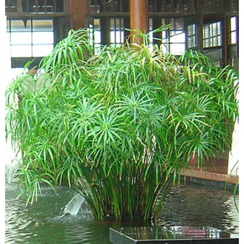 Cây thuỷ trúc thuỷ sinh (Ảnh thật số 2).