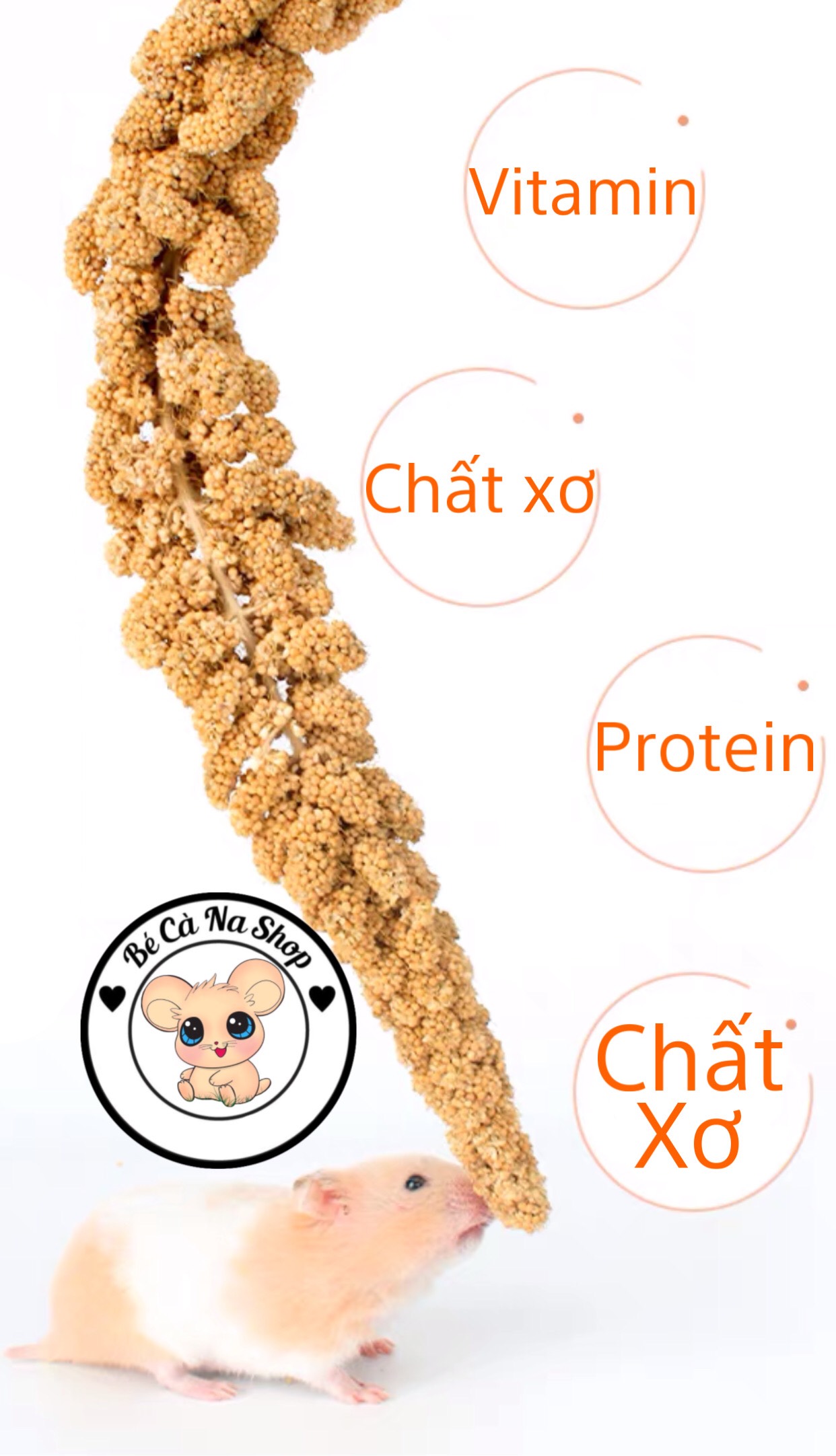 kê chùm gò công cho hamster ,chim , vẹt vv..