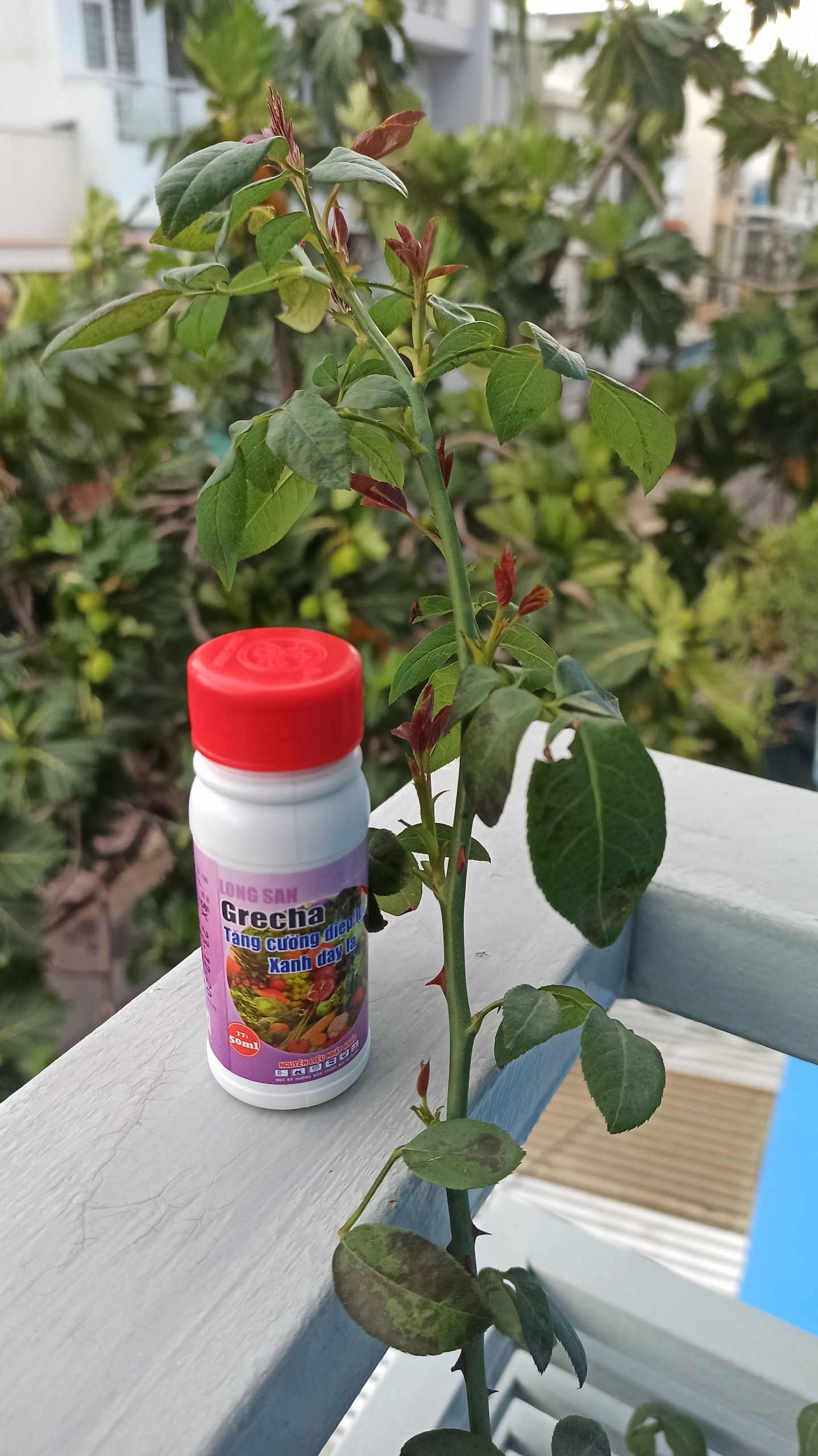 Phân vi lượng bón rễ - LS - Grecha - 50ml