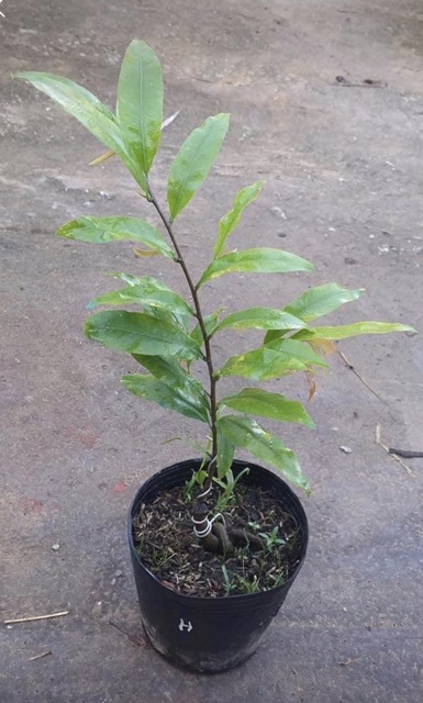 Mai cúc tư long (Bình Định) mini để bàn