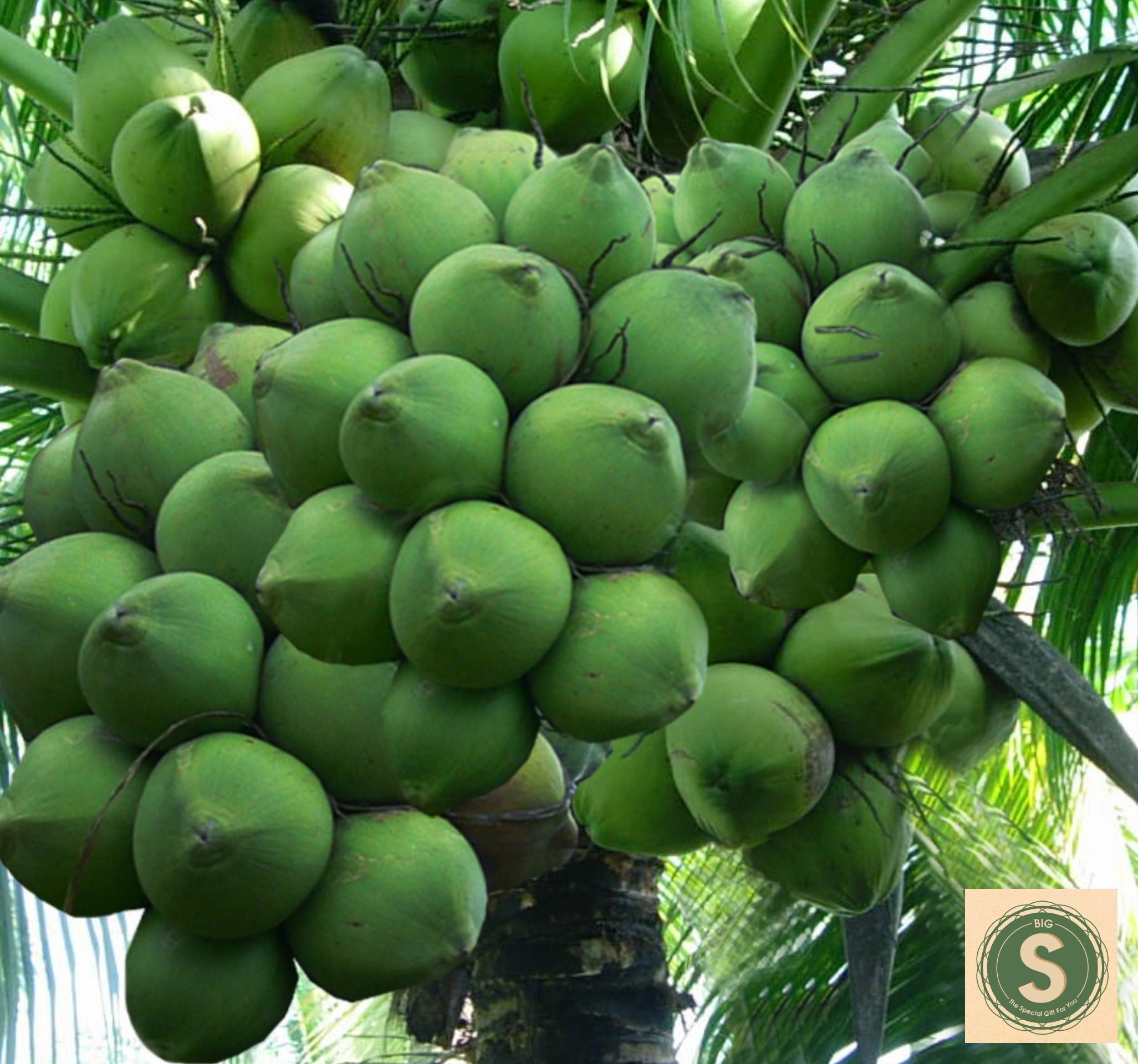 Dừa Dứa Giống Siêu Thơm