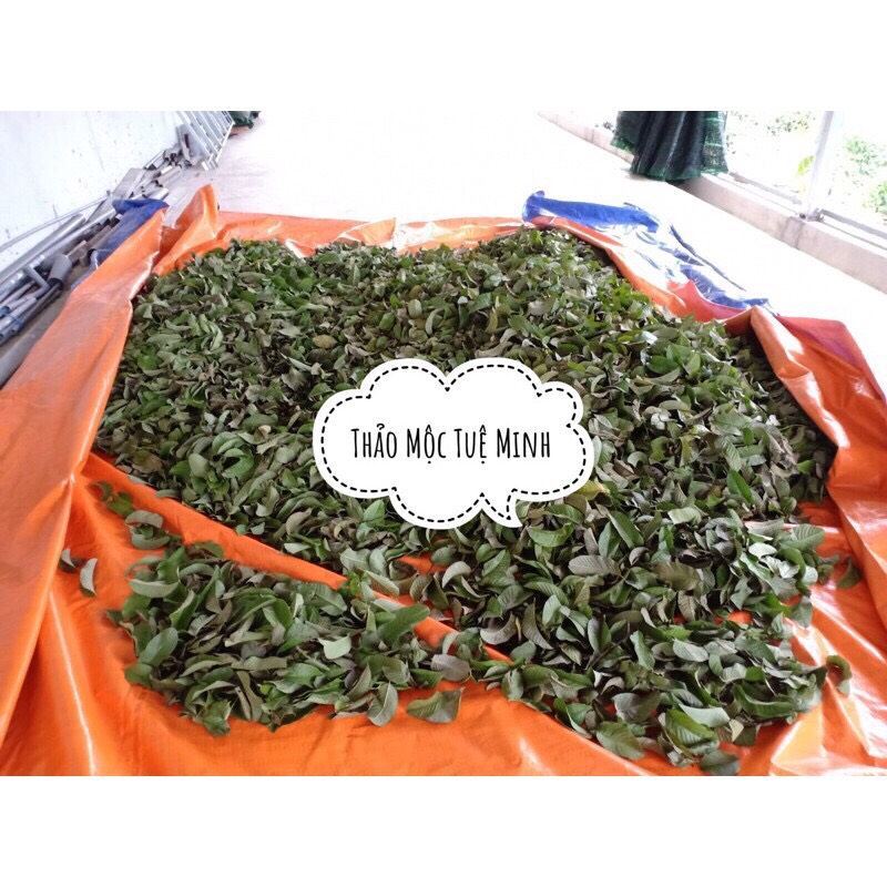 [HCM]1 kg - LÁ ỔI RỪNG KHÔ