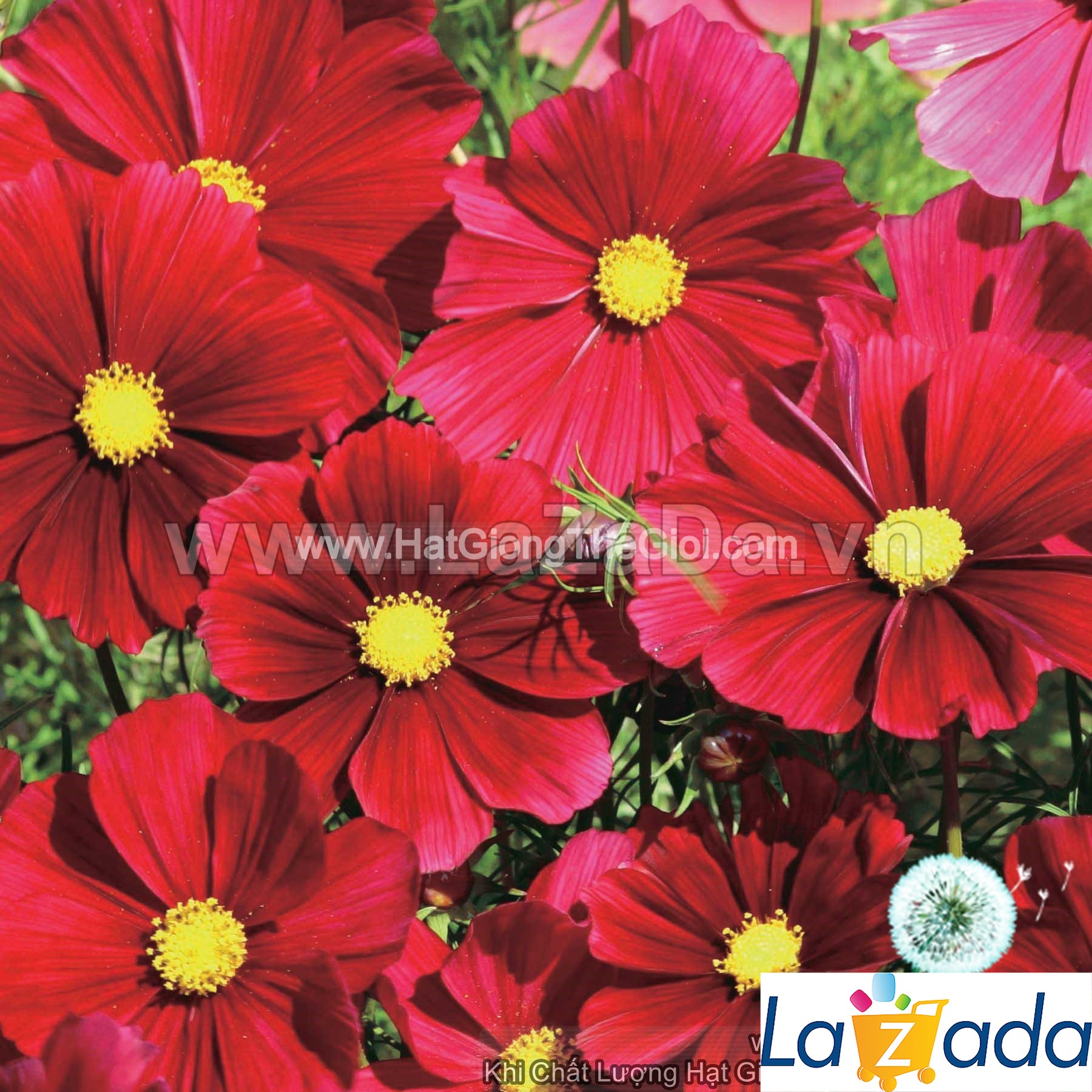 50h Hạt Giống Hoa Cúc Sao Nháy Đỏ (C1.101| -KD: B12*V31*M170)