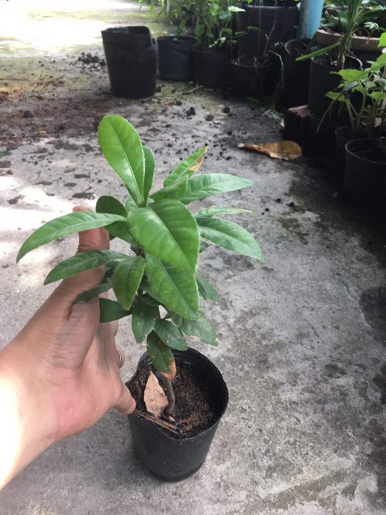 Cây giống mai tứ quý