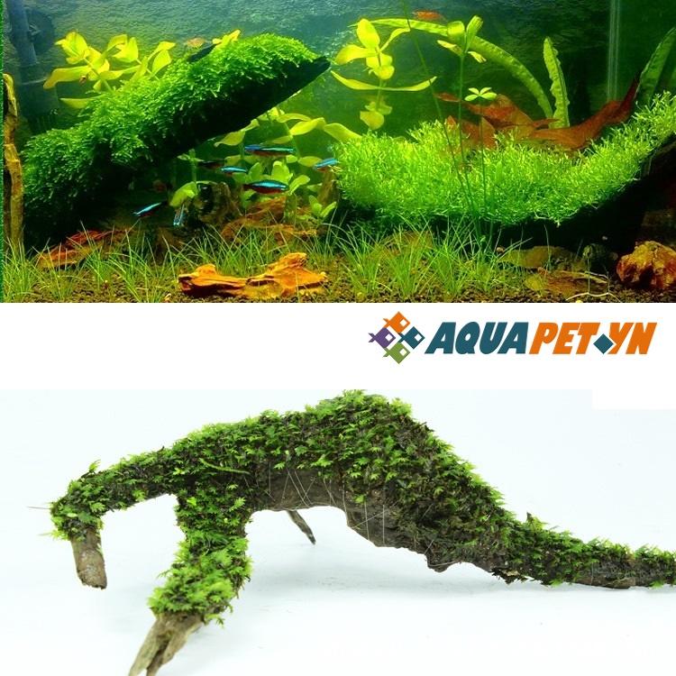 Cước tàng hình buộc rêu, cây thủy sinh