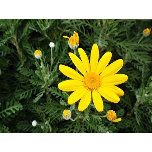 #Hạt giống cúc thân gỗ
