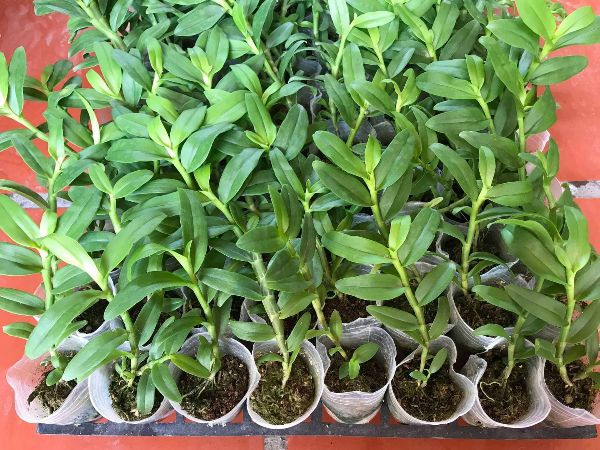 Hoa phong lan 5ct cánh trắng bạch tuyết