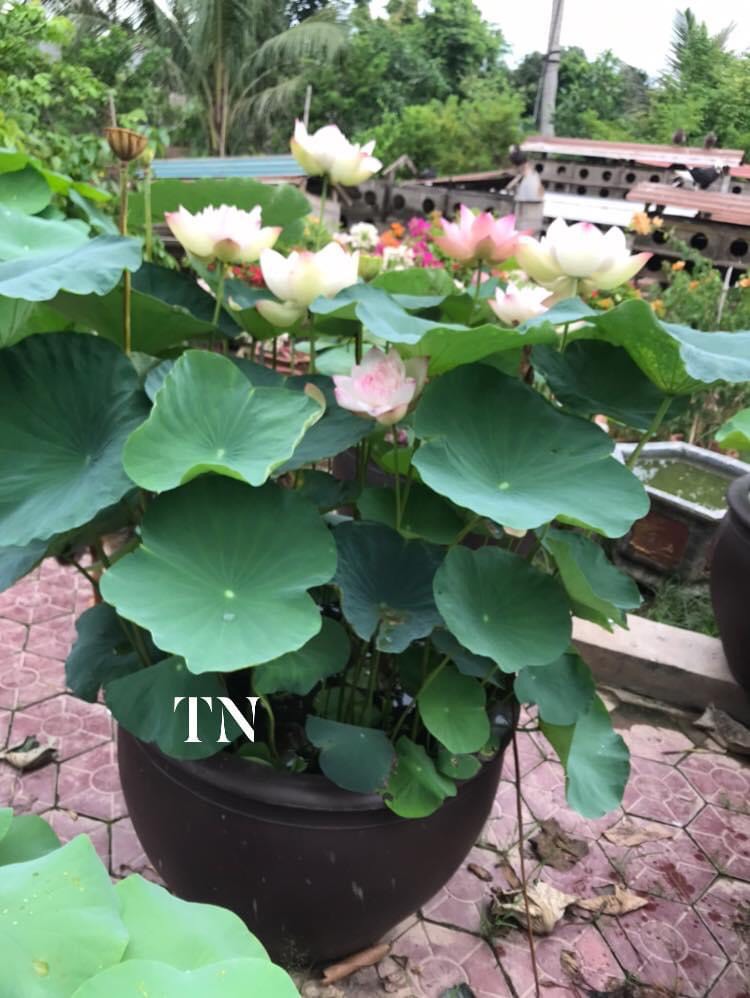 Sen Super Lotus- Củ giống