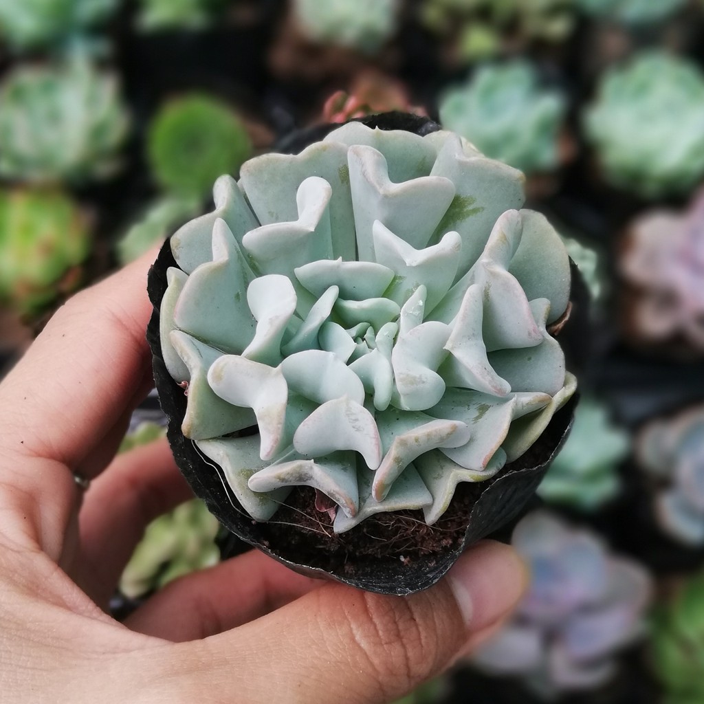 SEN ĐÁ CÚC TRẮNG ( ĐÀ LẠT ) - SIZE 5-9cm  HƯ 1 ĐỔI 1