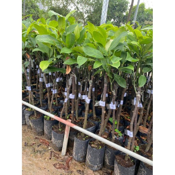 cây mít tố nữ mau trái