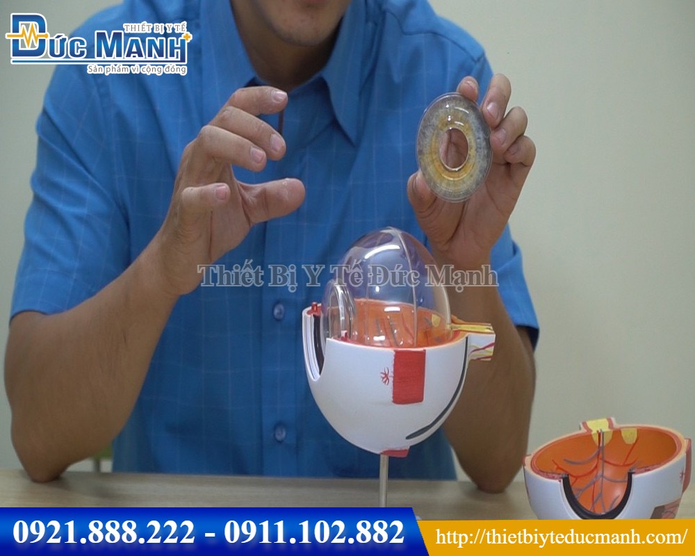 Mô hình giải phẫu mắt