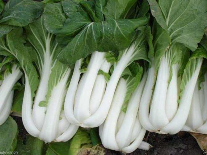 [HCM]Gói 10g hạt giống cải bẹ trắng