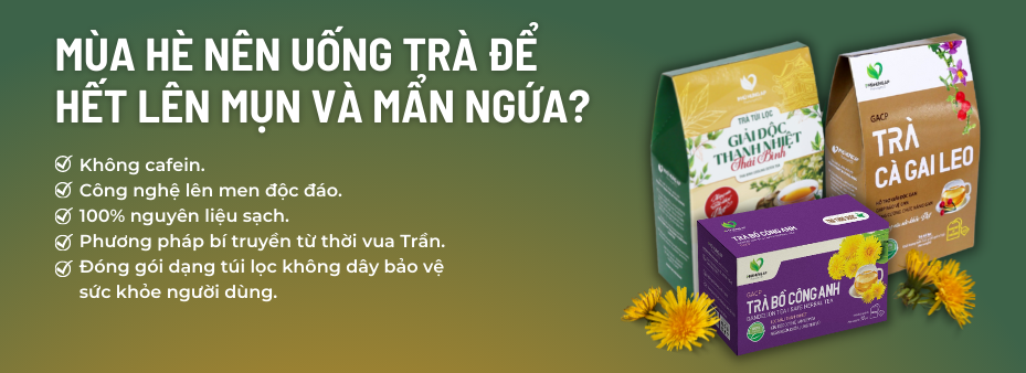 Trà cà gai leo