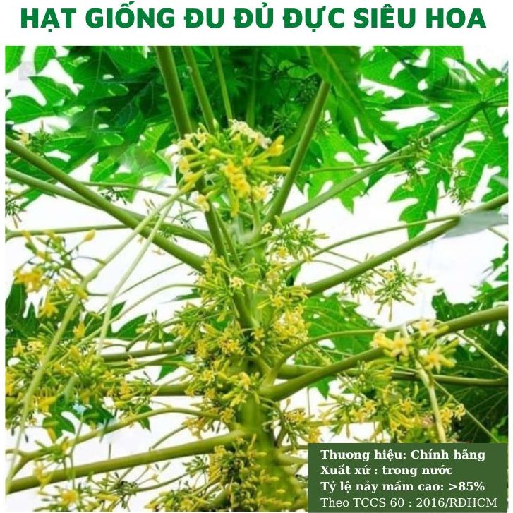 Hạt giống cây đu đủ đực siêu bông-gói 10 hạt