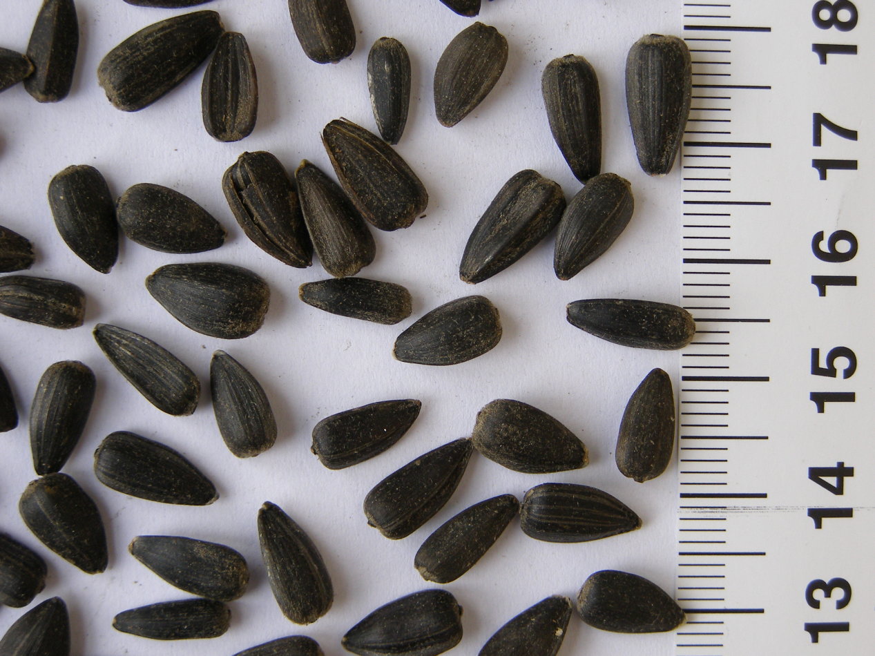 hạt hướng dương đen nhỏ cho chim