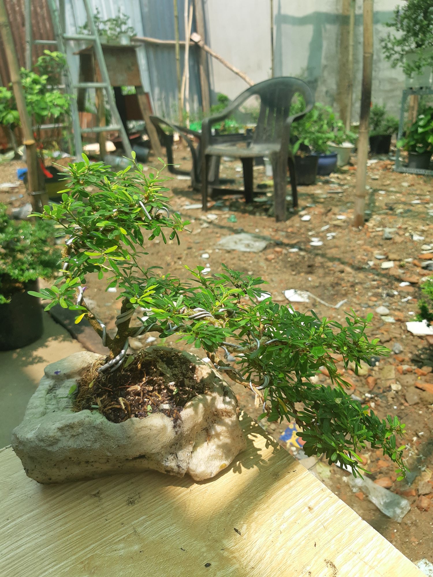 linh sam bonsai HÒN NON BỘ