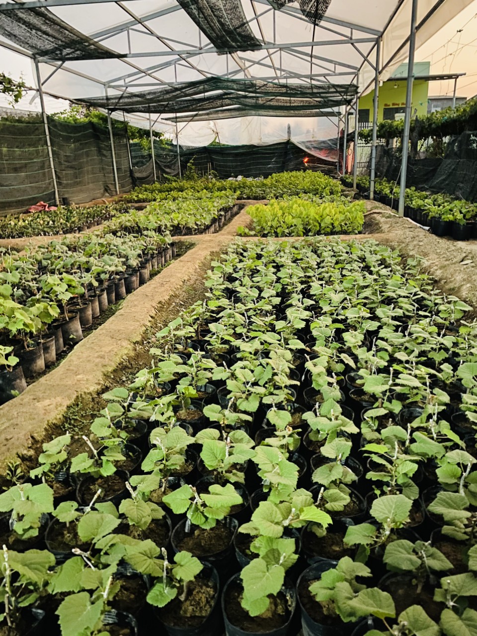 Cây Nho Giống Đỏ Leo Giàn Ninh Thuận
