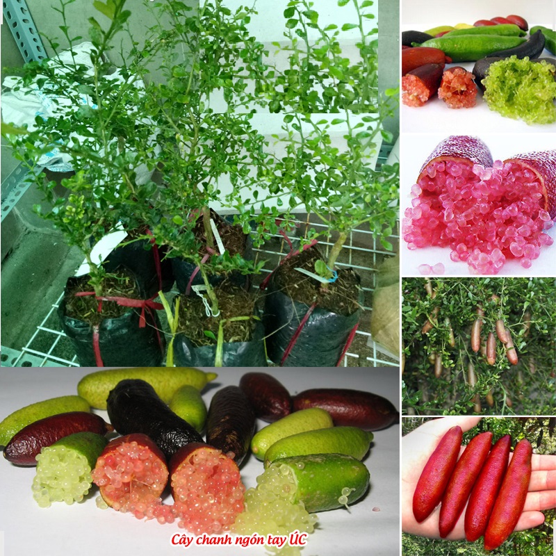 (SỐC VỀ GIÁ) Cây CHANH NGÓN TAY THÁI LAN - giống F1 nhập khẩu, cây to khỏe bầu lớn, năng suất cao, siêu sai quả QUÁ ĐẸP