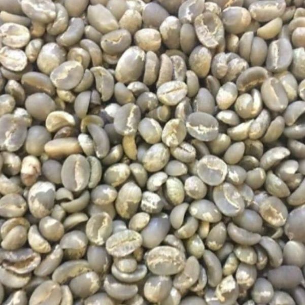 1 kg cà phê nhân robusta (hạt chưa rang) _CÂY GIỐNG ĐỨC MẠNH