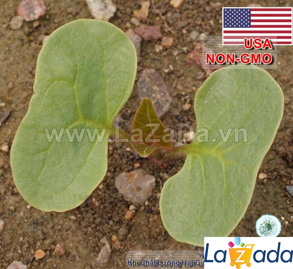 100GR 1100.HẠT Hạt Giống Hoa Bông Phấn Bốn Giờ Mix Màu (| -KD: B5*V42)