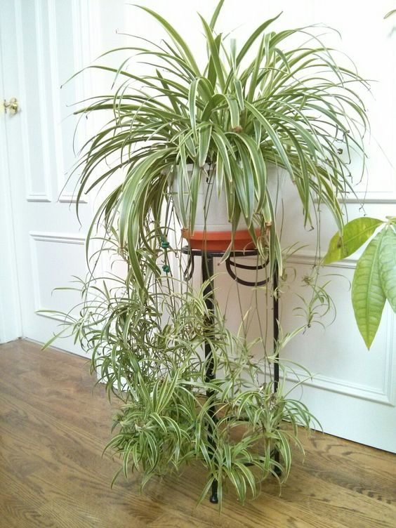 Cỏ Lan Chi - Cây cảnh mini