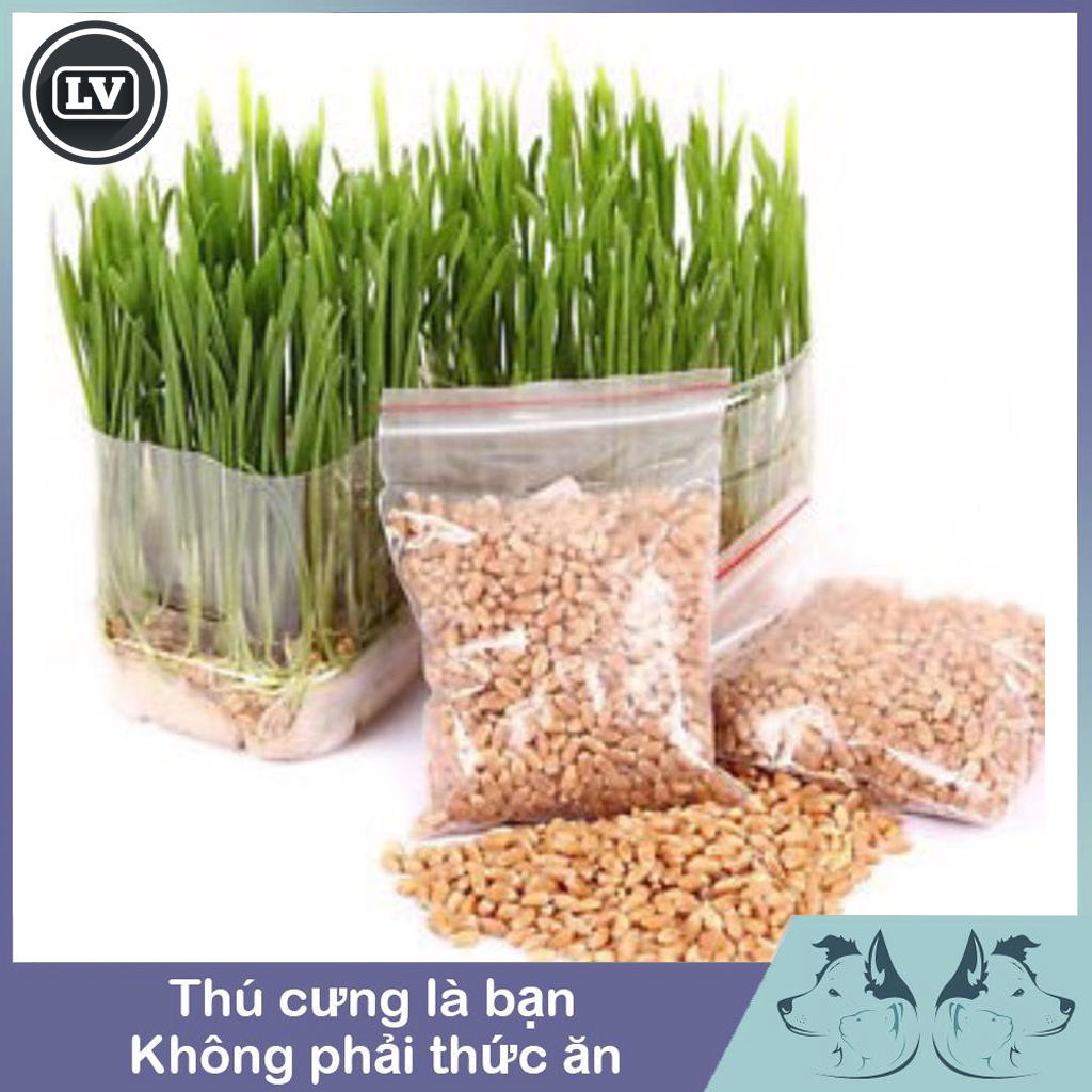 Hạt giống cỏ mèo bổ xung chất xơ và đẩy búi lông ra ngoài 10g - Phụ kiện Long Vũ