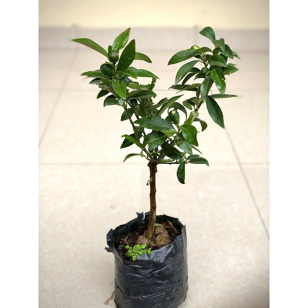 Cây quất ngọt - cây tắc ngọt thái lan (ảnh thật)