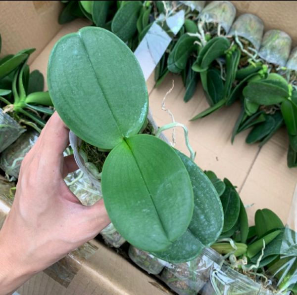 COMBO 03 CÂY GIỐNG LAN HỒ ĐIỆP