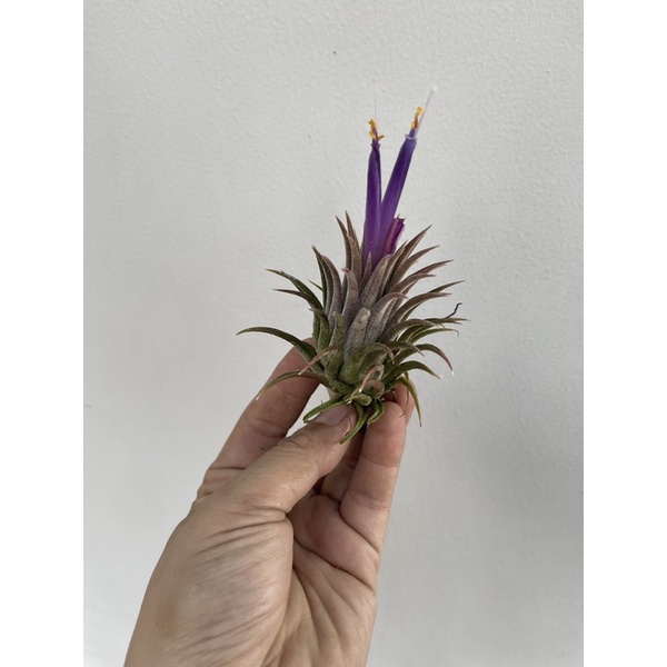 Cây Không Khí Tillandsia Bravo