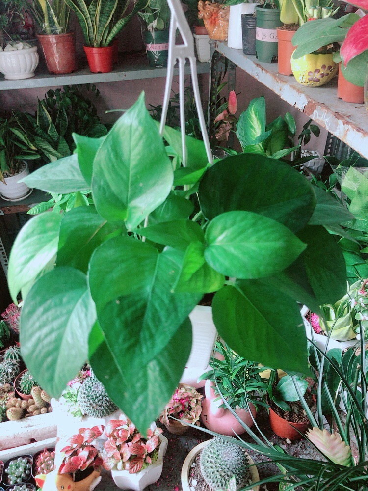 Trầu Bà Thái (vàng,xanh)