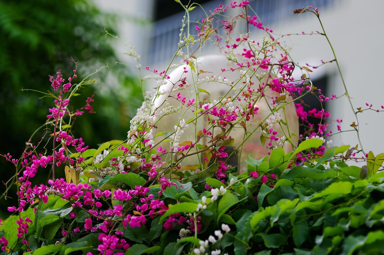CÂY GIỐNG HOA TY GÔN