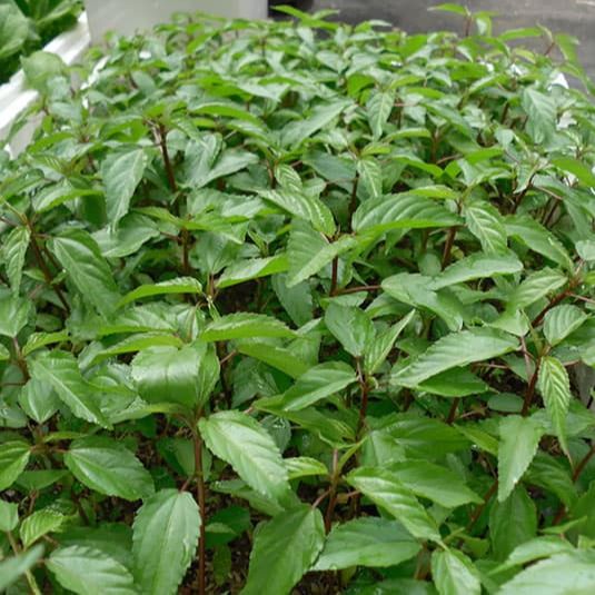 Jute Vegetable Seeds (Rado 88) 20gr package