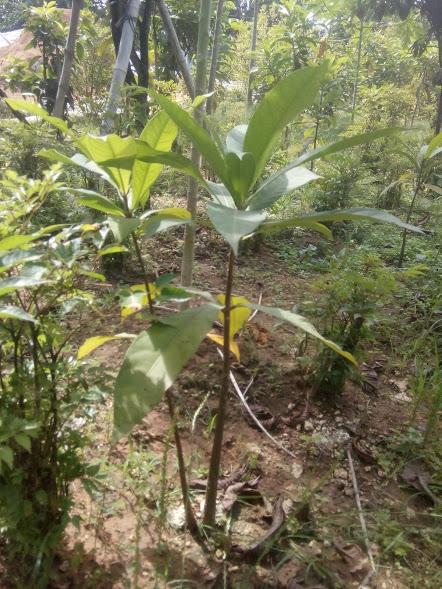 Combo 2 Cây Lộc vừng hoa to, chiều cao khoảng 50cm