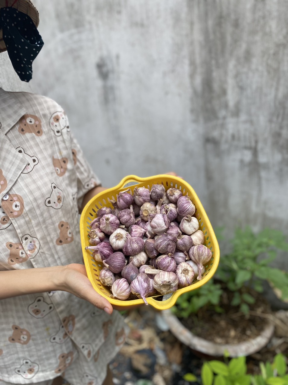 tỏi tím đà lạt củ to thơm ngon