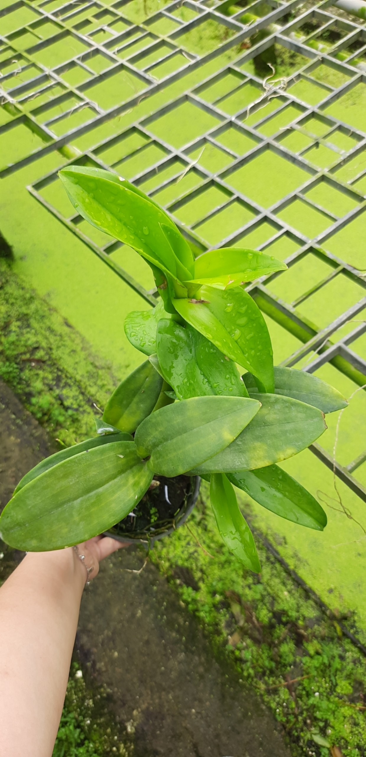 Denro 3 Xanh 3 Hồng