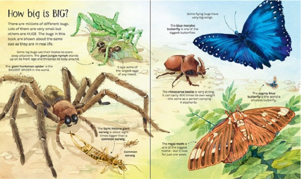 Sách-Anh:  Usborne Big Book of Bugs