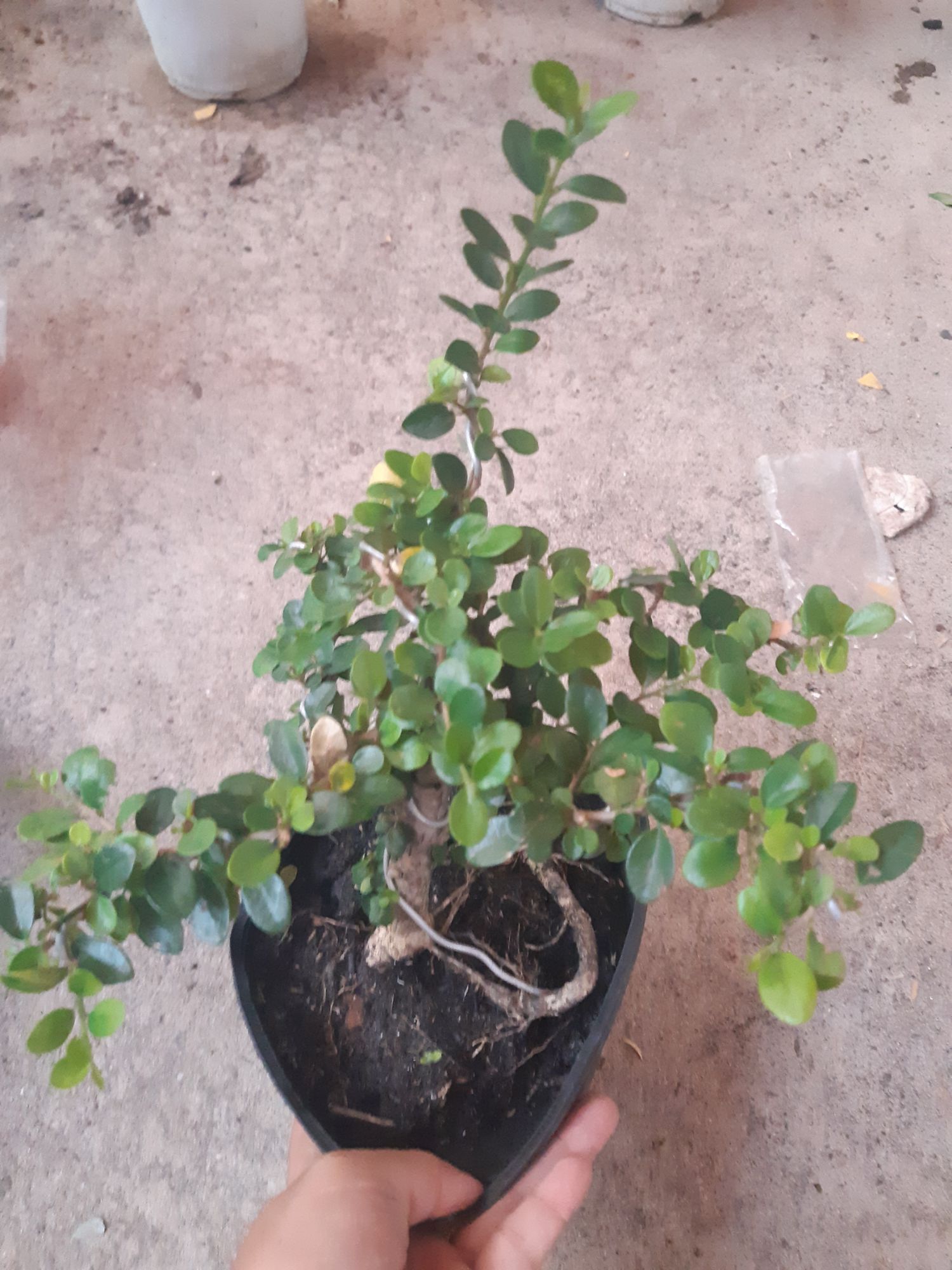 cây sam trái bonsai mini
