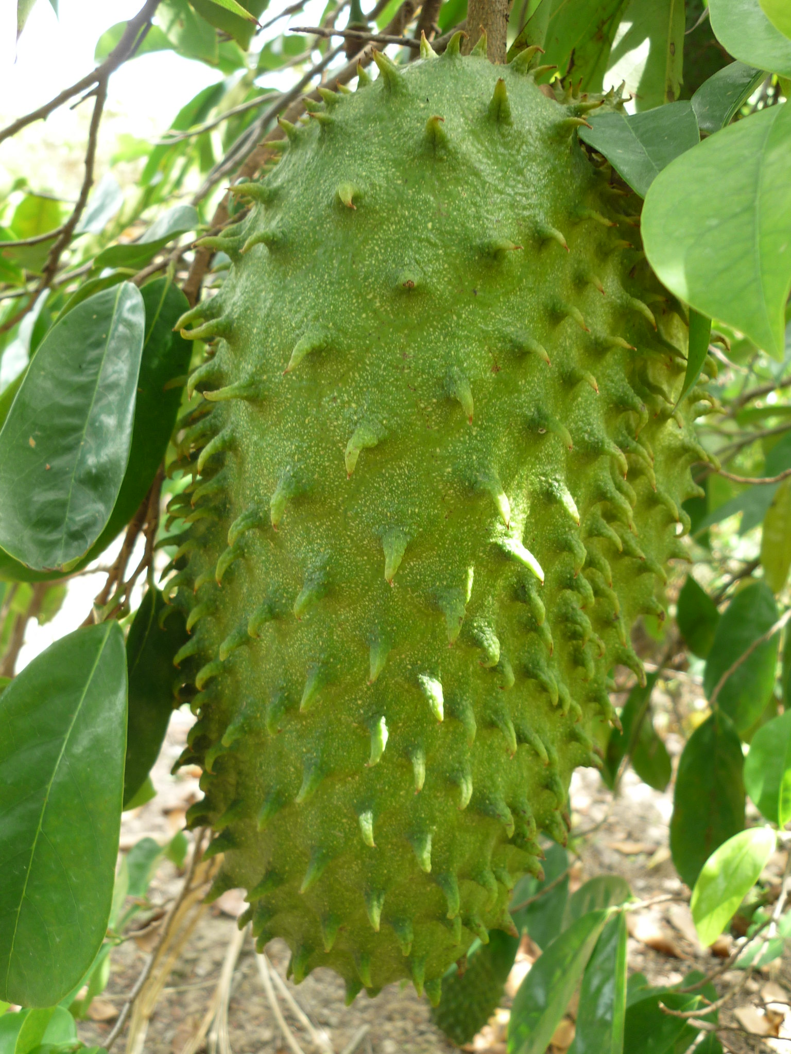 Trà mãng cầu phơi khô, không vỏ (1kg)