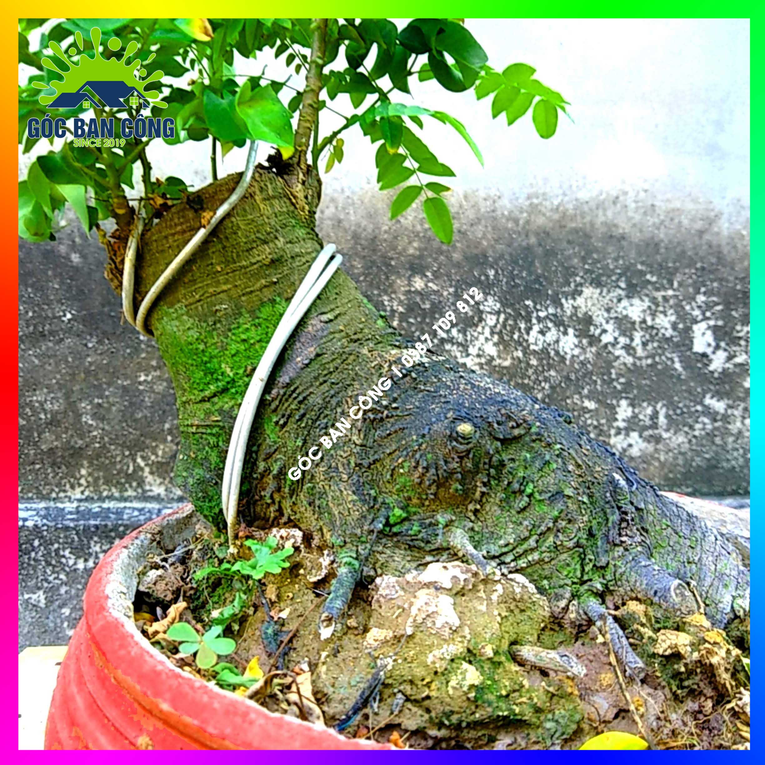 Cây Khế Bonsai Mini Gốc Quái - KBS20