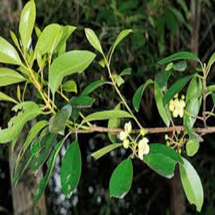 CÂY QUẢ DỌC NẤU CANH CHUA