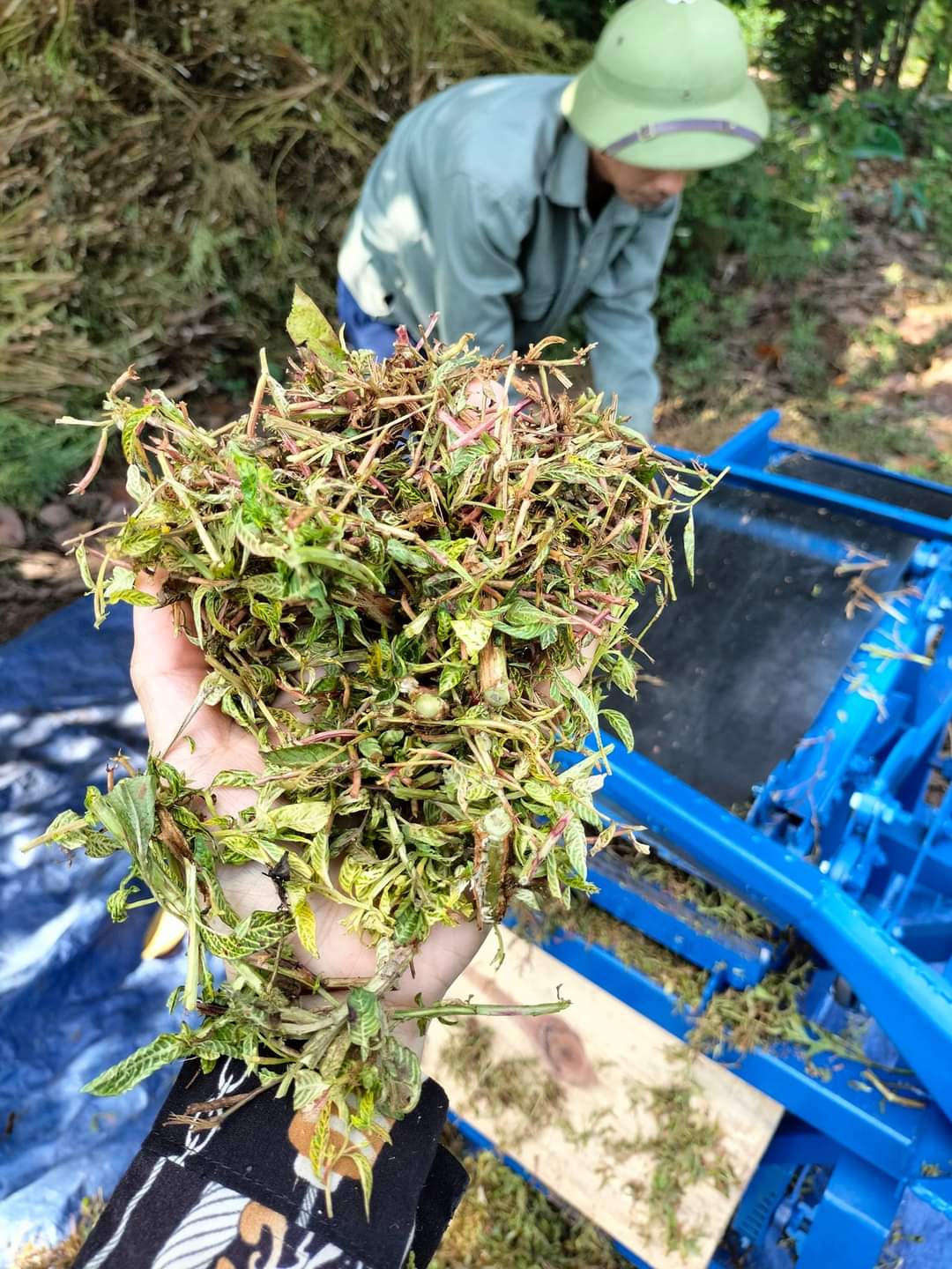 (Dược liệu khô) Cây Rau Mương phơi khô 500g